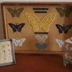 Schmetterlinge aus Spitze im Schaukasten
