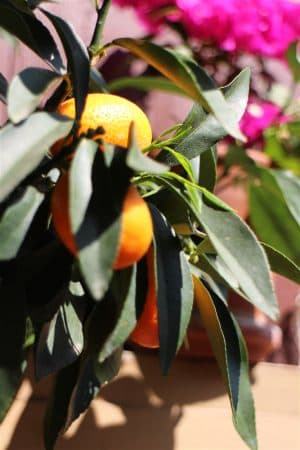 Kumquatbäumchen