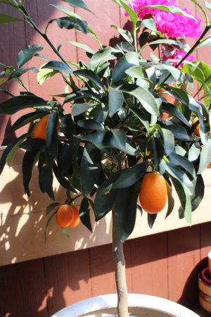 Kumquatbäumchen
