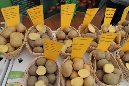 sächsisches Kartoffelfest 