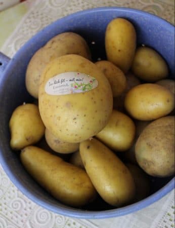 Rezept für vogtländische Bambes - Kartoffelpuffer